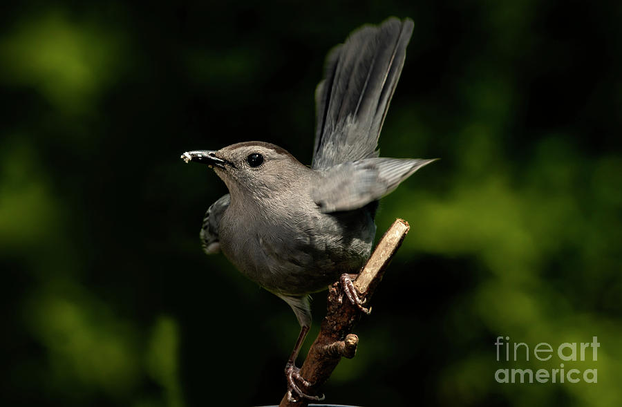 Gray Cat Bird Song Bird Photograph by Sandra Js