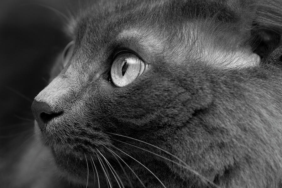 Gray Cat Photograph by Jaguarko