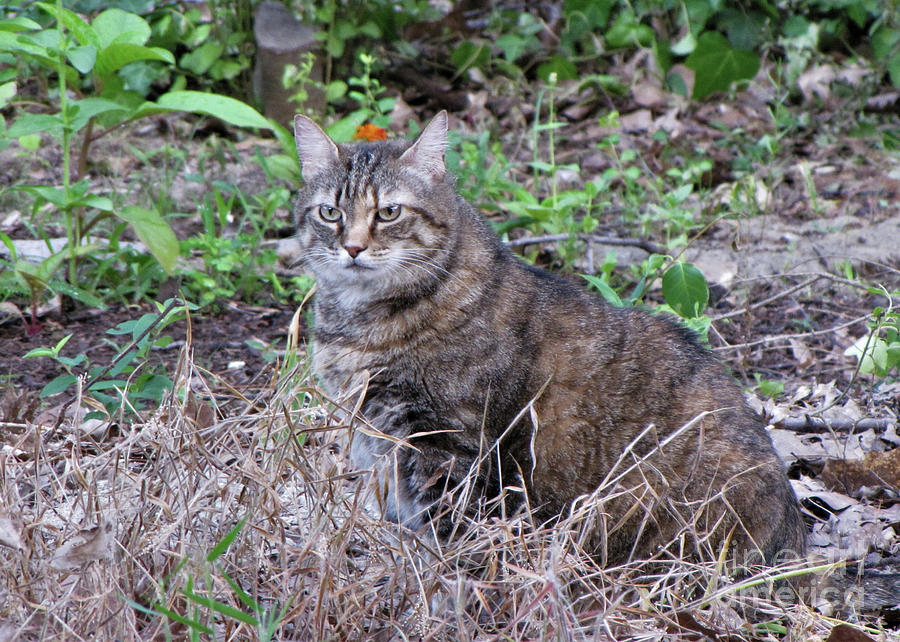 Gray Cat Photograph by Karen Beasley - Fine Art America