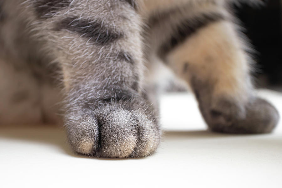 Gray Cat Legs On A Beige Background, Copyspace Photograph By Cavan 