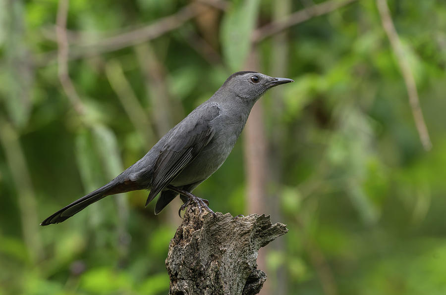 Gray Catbird - 9379 Photograph by Jerry Owens