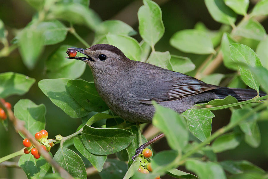 Gray Catbird Dumetella Carolinensis Photograph by Danita Delimont