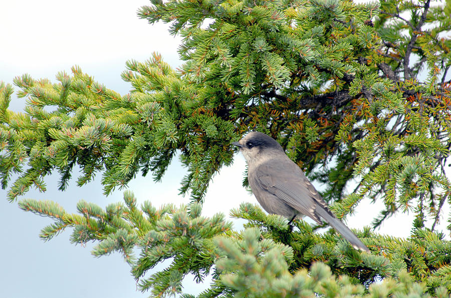 Gray Catbird in Sitka Spruce Photograph by Michelle Halsey