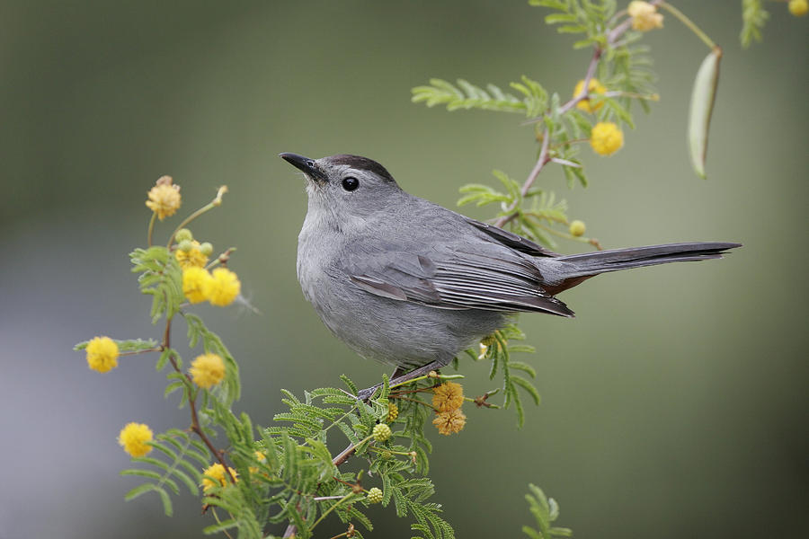 Gray Catbird Photograph by James Zipp