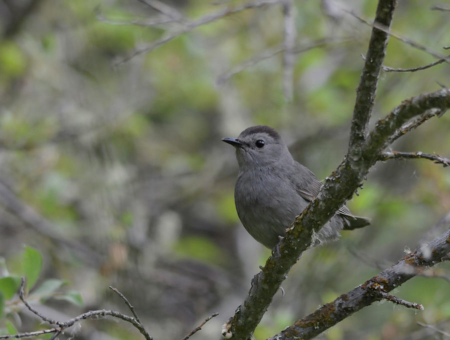 Gray Catbird Photograph by Whispering Peaks Photography