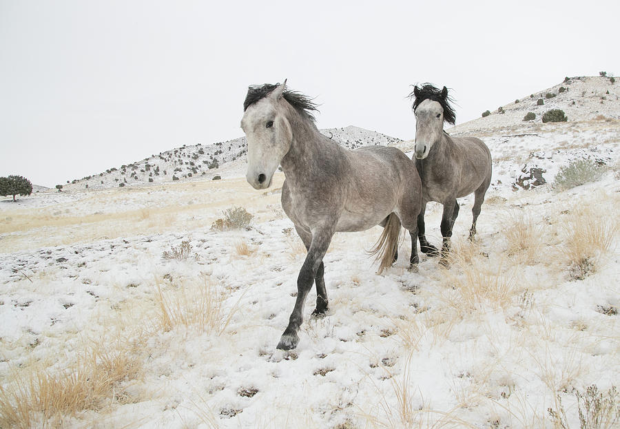 Winter Photograph - Gray Day by Kent Keller