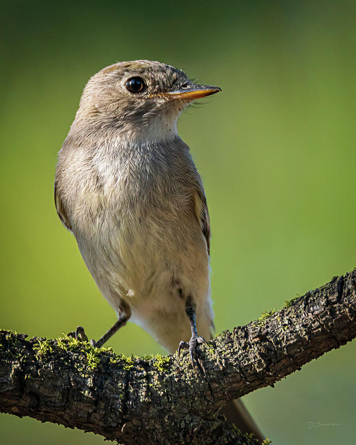 Gray Flycatcher Photograph by David Sams - Fine Art America