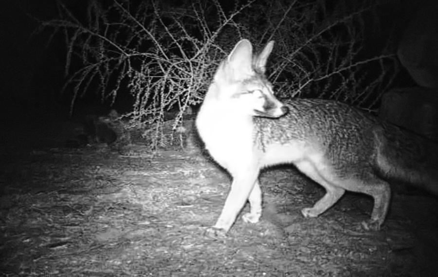 Gray Fox at Night Photograph by Judy Kennedy