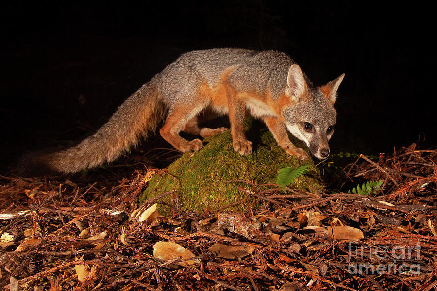 Gray Fox Pausing On Rock Photograph by Max Allen