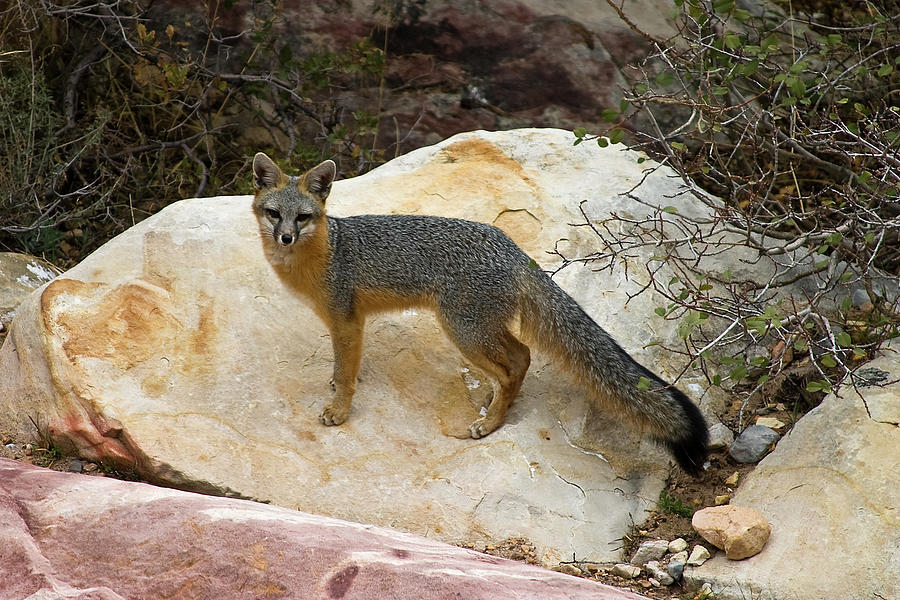 Gray Fox,  Red Rock Canyon, Nevada Photograph by James Marvin Phelps