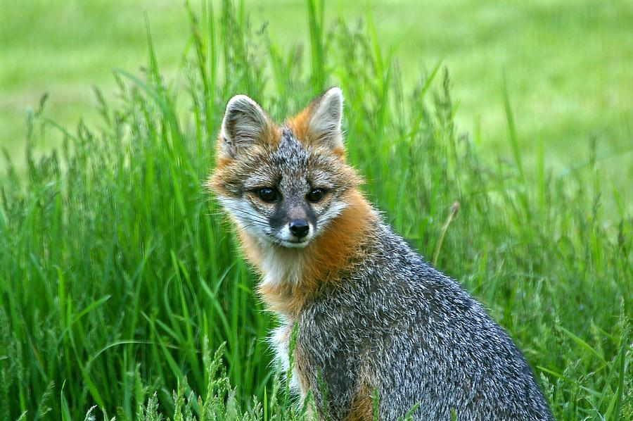Gray Fox Photograph by Spiraling Road Photography - Fine Art America