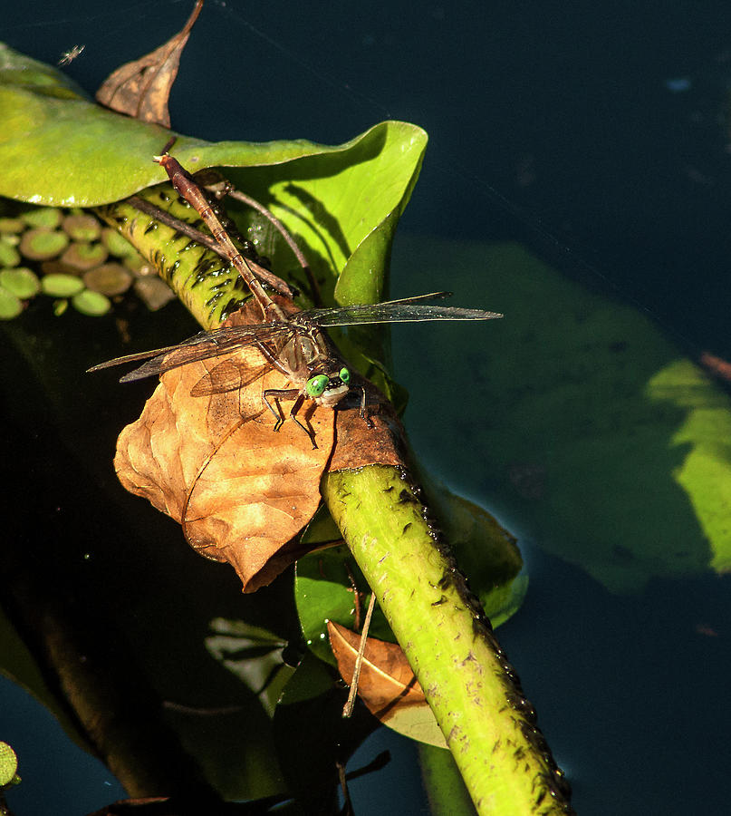 Gray-green Clubtail Dragonfly Photograph