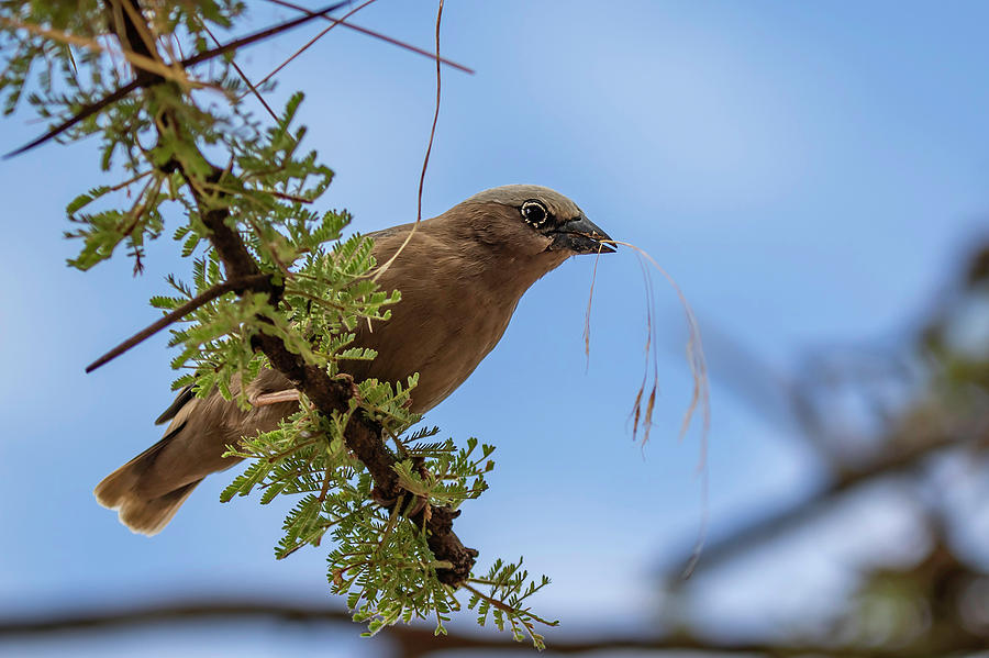 Gray Photograph - Gray-headed Social Weaver by Thomas Kallmeyer Gray Photograph - Gray-headed Social Weaver by Thomas Kallmeyer
