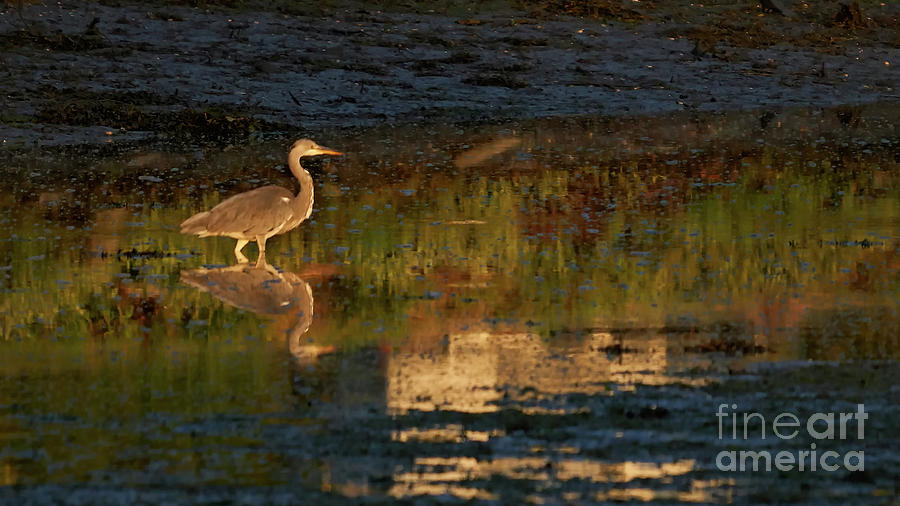 Gray Heron Ardea Cinerea Reflected Beiramar Photograph by Pablo Avanzini