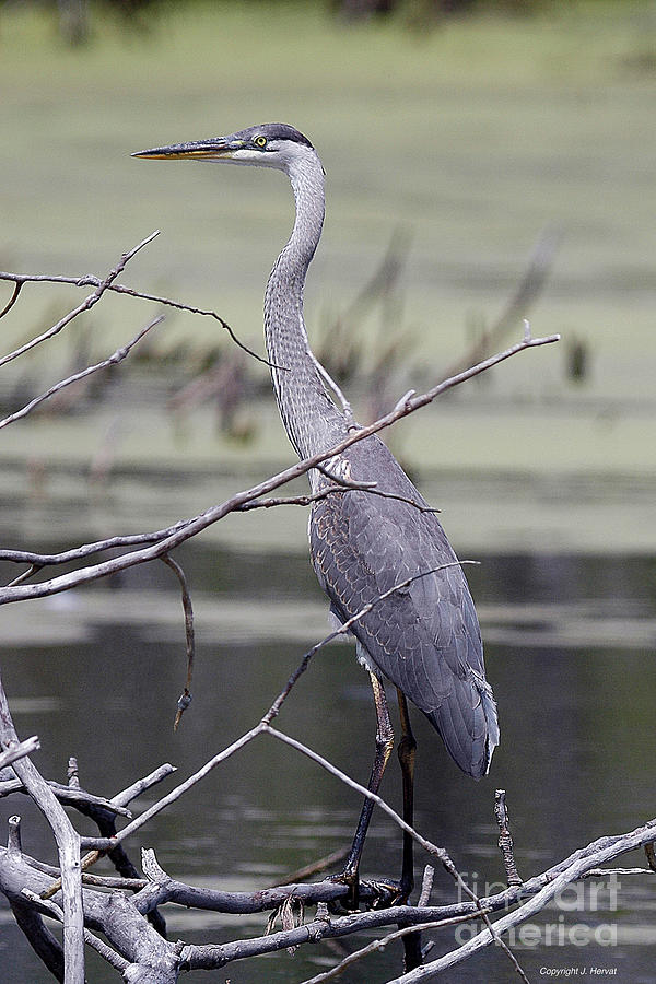 Great Blue Heron Photograph by James Hervat