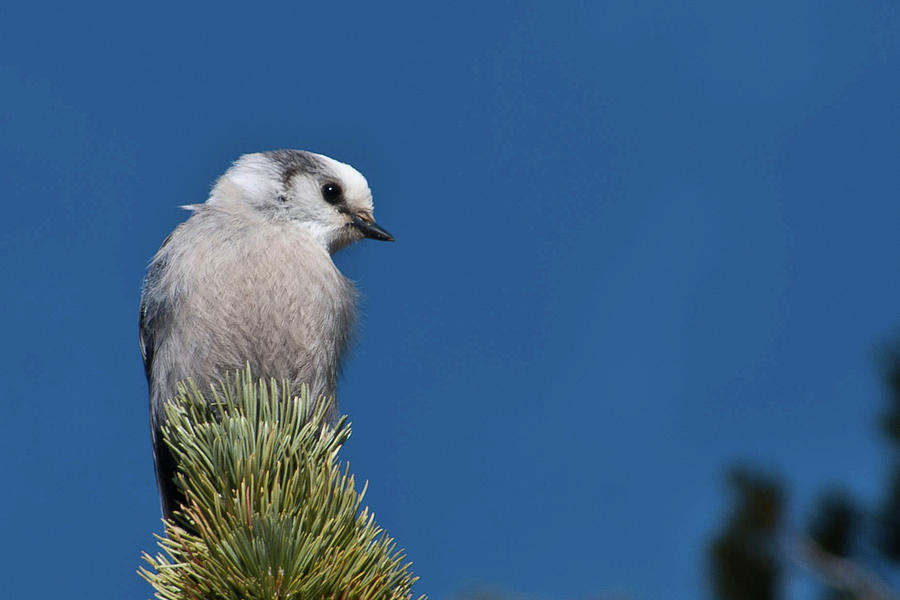 Gray Jay with Blue Sky Photograph by Cascade Colors