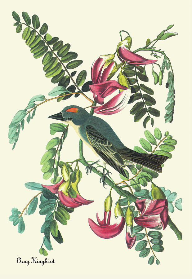 Gray Kingbird Painting by John James Audubon