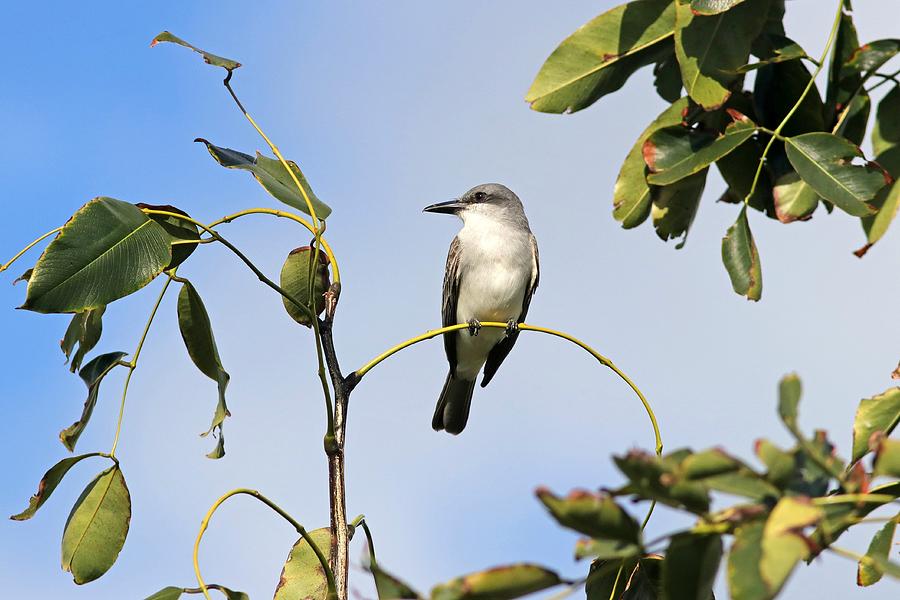 Gray Kingbird Photograph By Joseph Siebert - Fine Art America