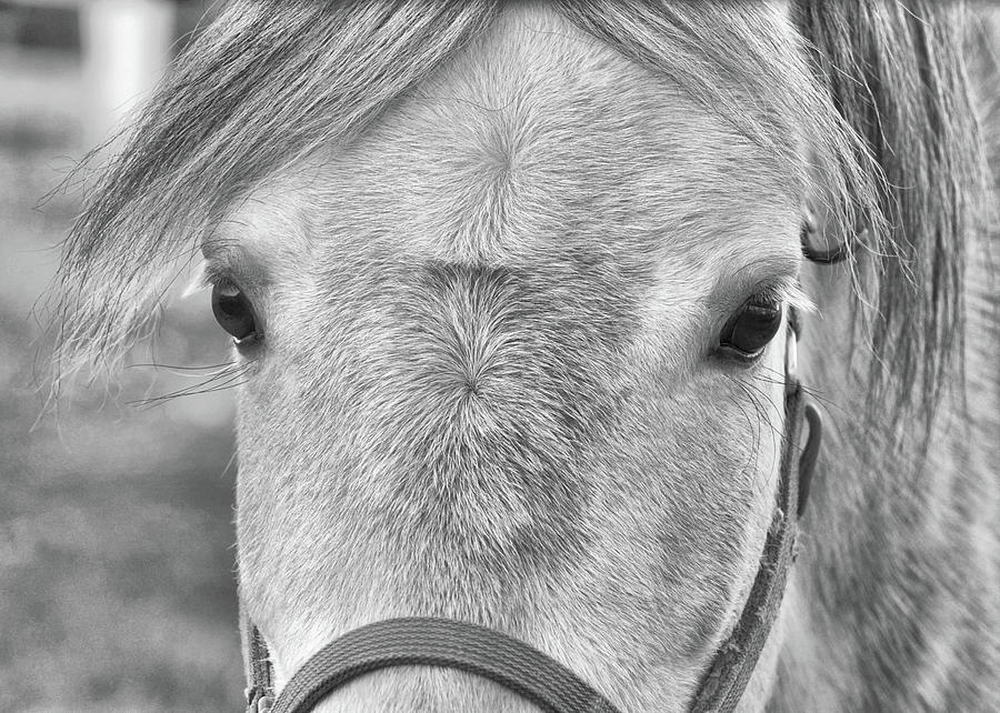 Gray On Gray Photograph by Dressage Design