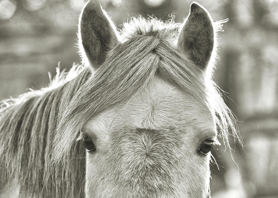 Gray Pony Photograph by Dressage Design