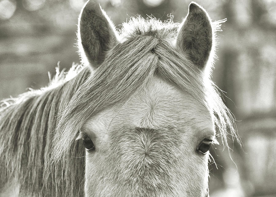 Gray Pony Photograph by JAMART Photography