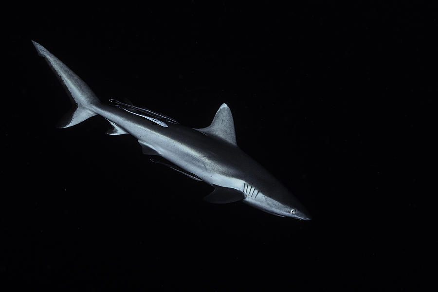 Sharks Photograph - Gray Reef Shark by Barathieu Gabriel
