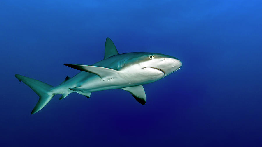 Gray Reef Shark Carcharhinus Photograph by Bruce Shafer