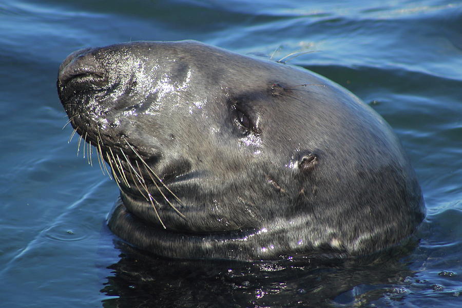Gray Seal Closeup Photograph