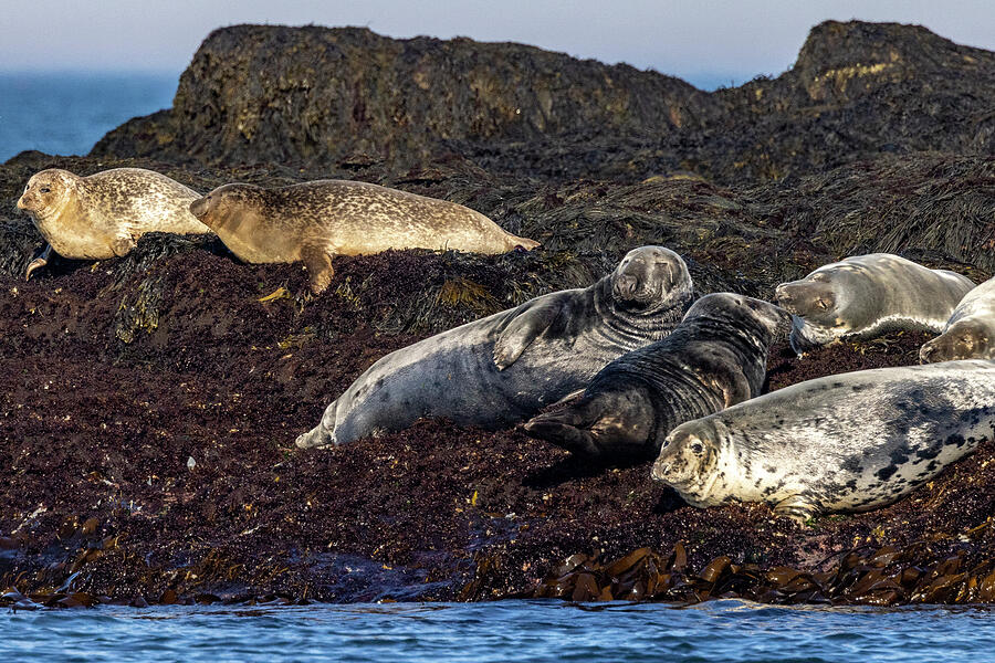 Atlantic Ocean Photograph - Gray Seals On Gull Island Off The Coast by Chuck Haney