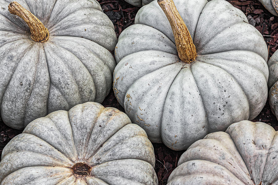 Gray Squash by Randy Bayne Gray Squash by Randy Bayne