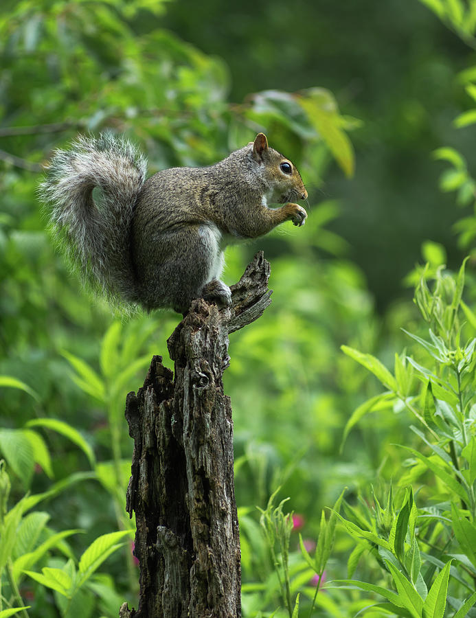Gray Squirrel - 2570 Photograph by Jerry Owens