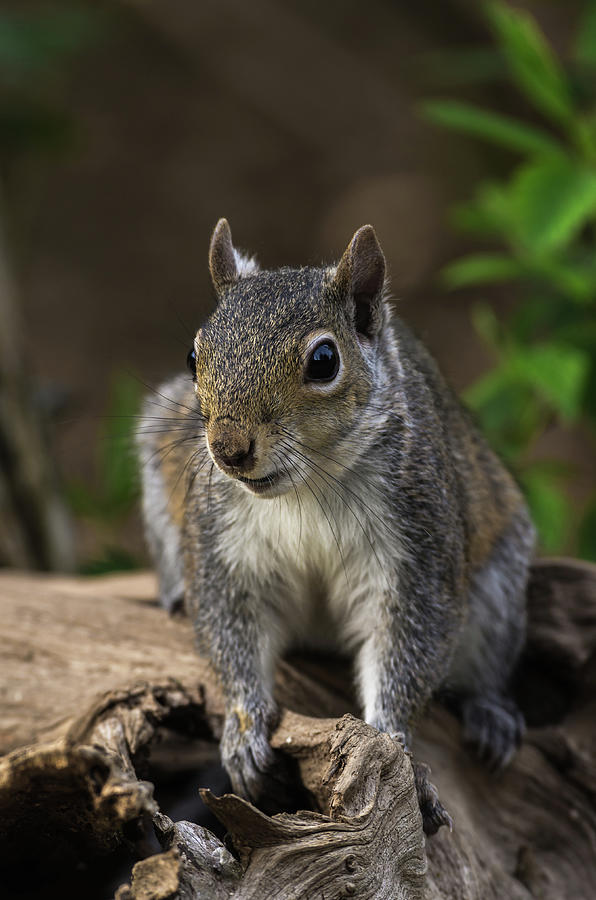 Gray Squirrel - 2739 Photograph by Jerry Owens