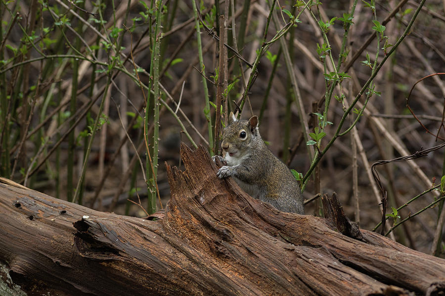 Gray Squirrel - 3005 Photograph by Jerry Owens