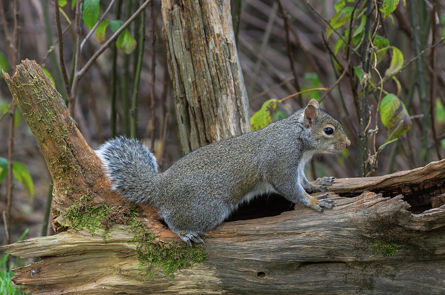 Gray Squirrel - 9668 Photograph by Jerry Owens
