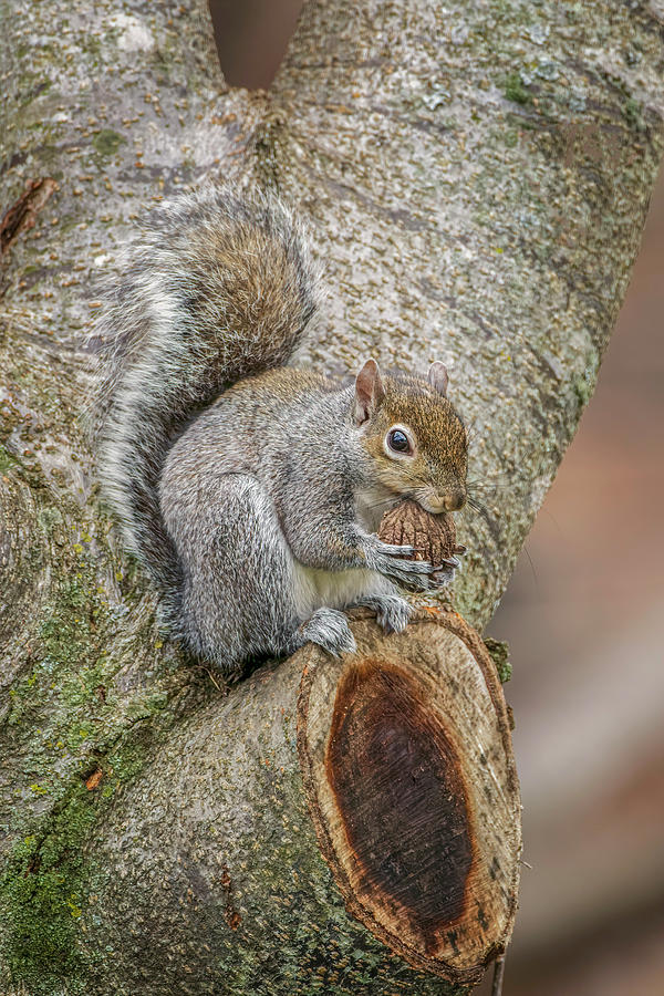 Adam Jones Photograph - Gray Squirrel Eating A Walnut by Adam Jones