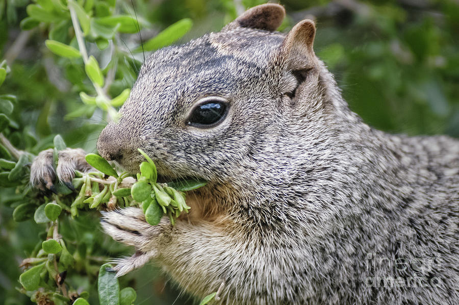 Gray Squirrel Eating Berries Photograph by Al Andersen