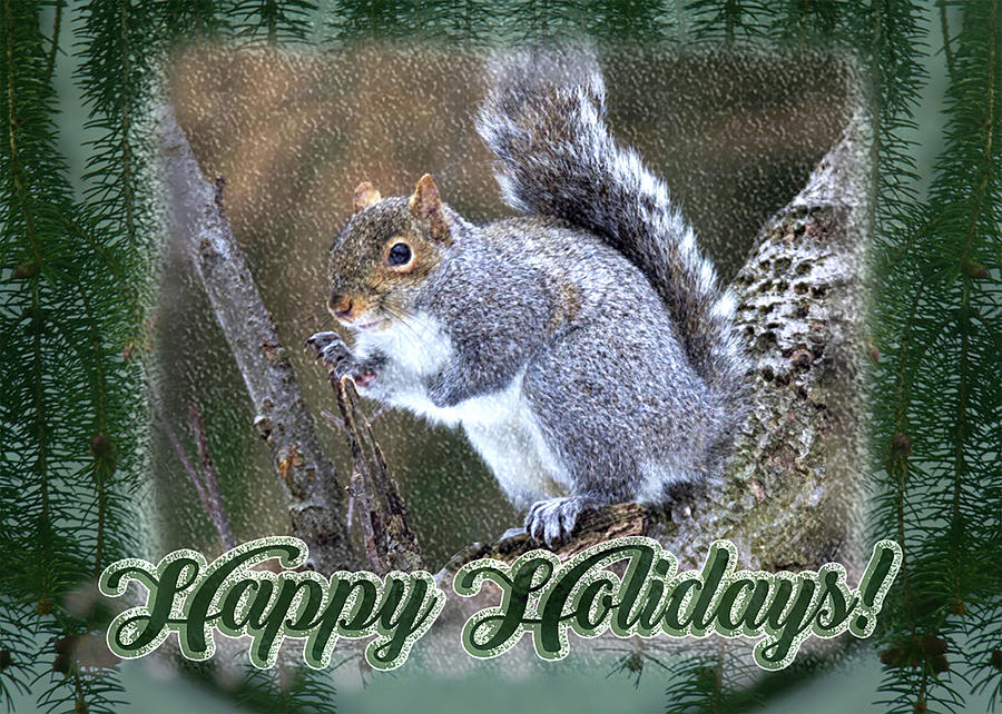 Gray Squirrel Happy Holidays Card Photograph by Carol Senske