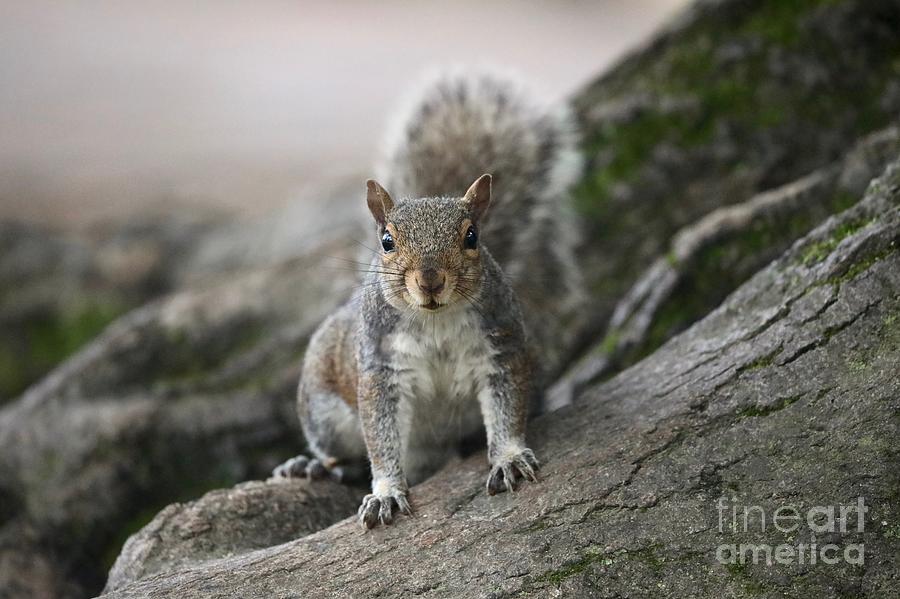 Gray Squirrel Photograph by Lara Morrison