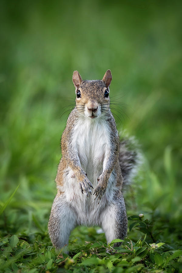 Gray Squirrel  Photograph by Saija Lehtonen