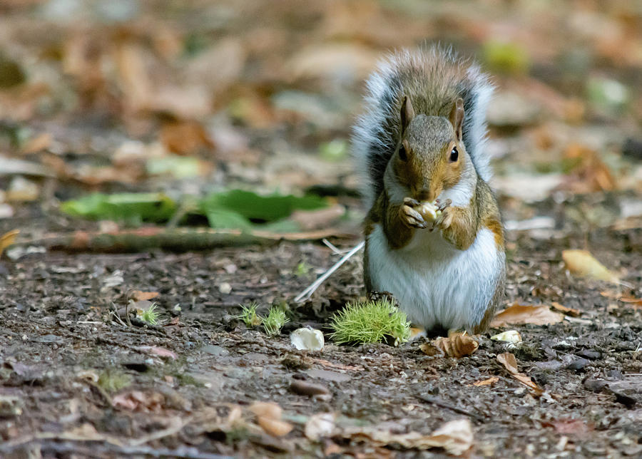 Gray squirrel stood upright eating a nut Photograph by Scott Lyons