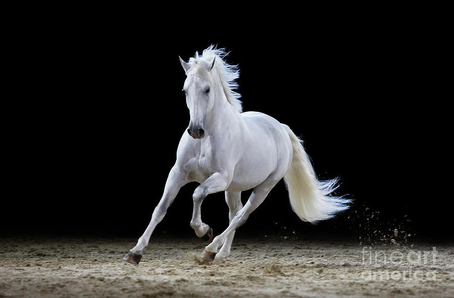 Gray Stallion Galloping Photograph by Somogyvari
