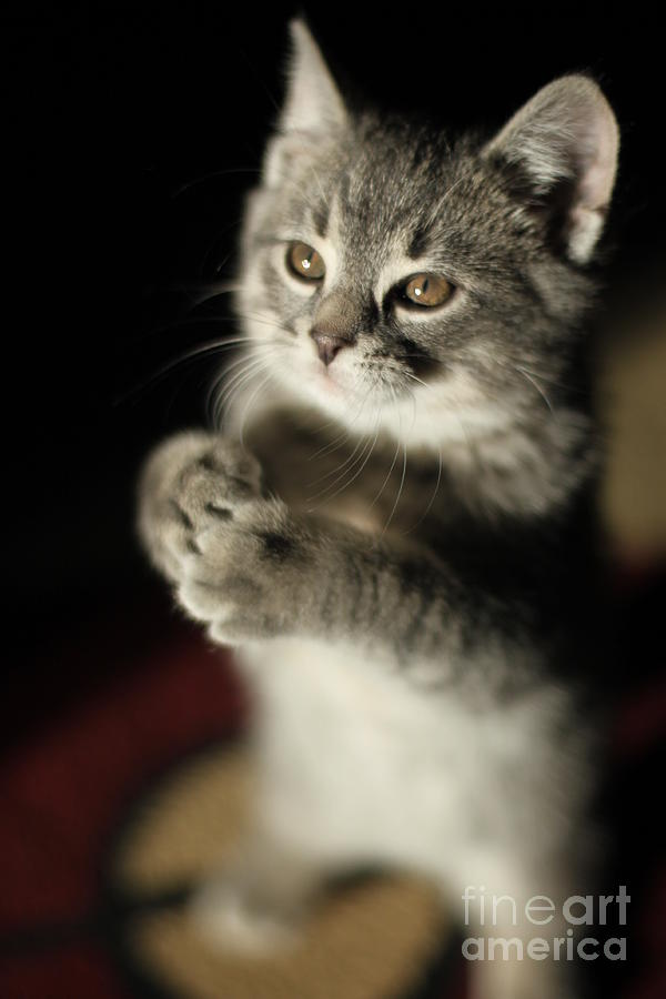 Gray Tabby Kitten Holding Front Paws Photograph by Wee3beasties