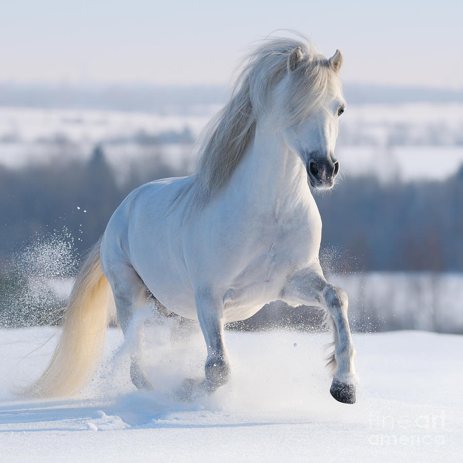 Equestrian Photograph - Gray Welsh Pony Galloping On Snow Hill by Abramova Kseniya Equestrian Photograph - Gray Welsh Pony Galloping On Snow Hill by Abramova Kseniya