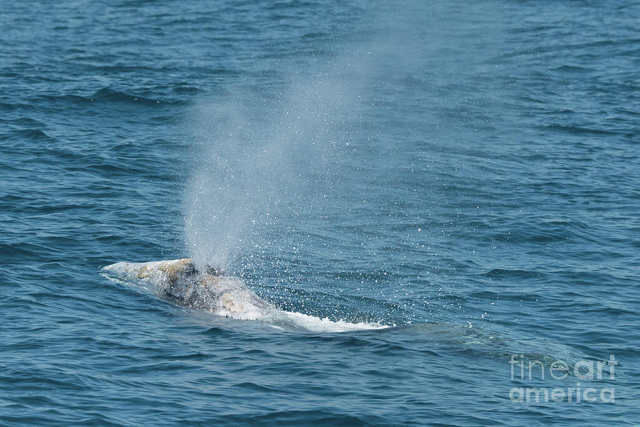 whale spout whale spout