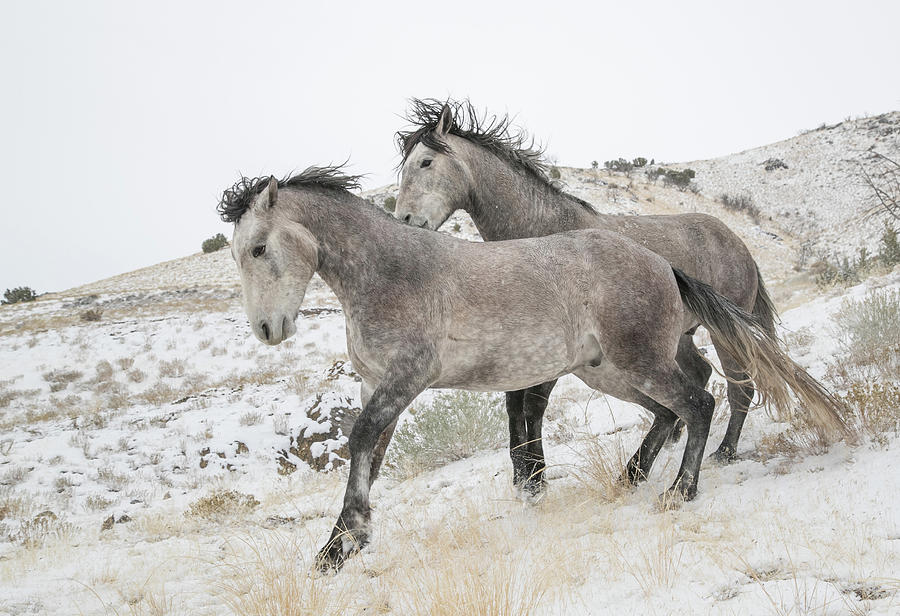Gray Winter Photograph by Kent Keller