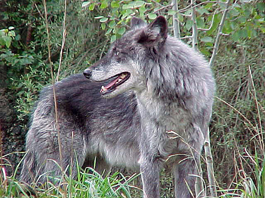 Gray Wolf 2 Photograph Photograph by Kimberly Walker