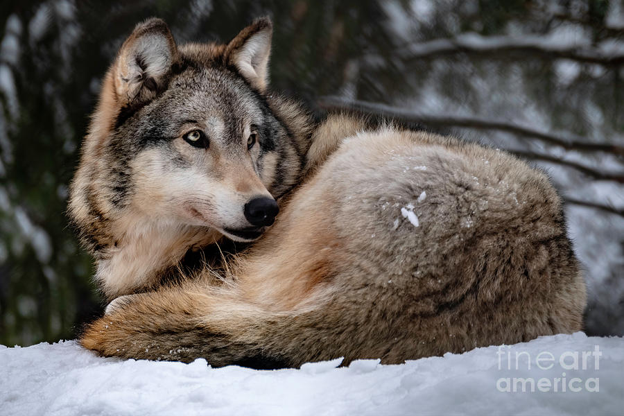 Gray Wolf Photograph by Bill Frische