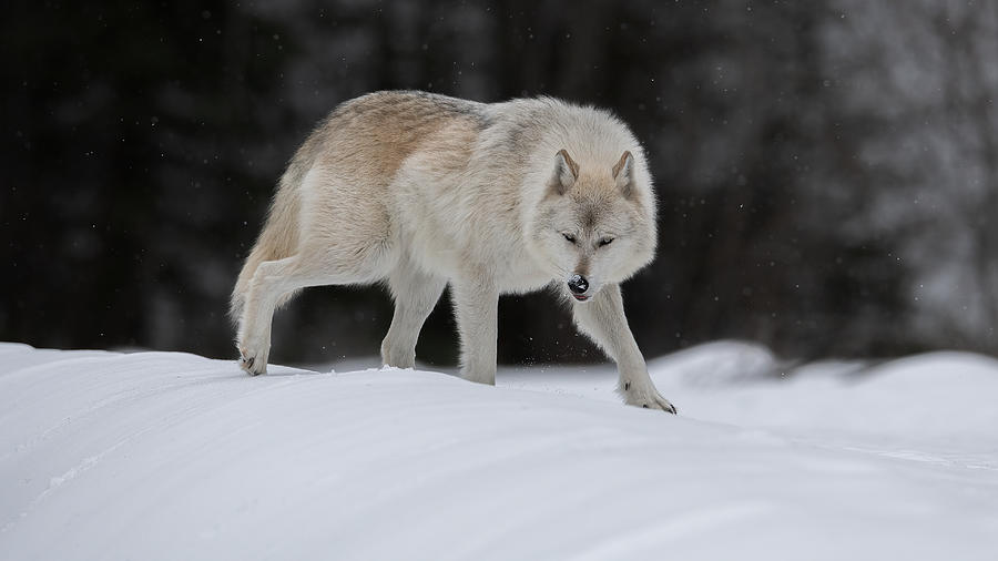 Wolves Photograph - Gray Wolf by Bo Wang