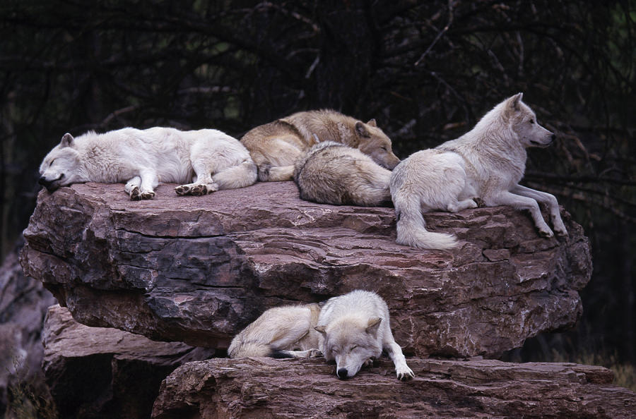 Gray Wolf, Canis Lupus Photograph by D. Robert Franz Gray Wolf, Canis Lupus Photograph by D. Robert Franz