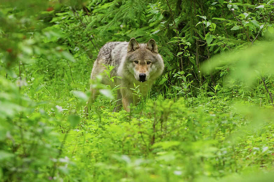 Gray Wolf, Golden, British Columbia Photograph by Cultura Rf/geoff Oddie